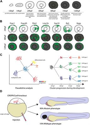 Single cell transcriptome analyses of the developing zebrafish eye— perspectives and applications